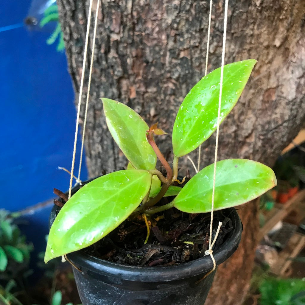  Hoya Obscura Sunrise Plant