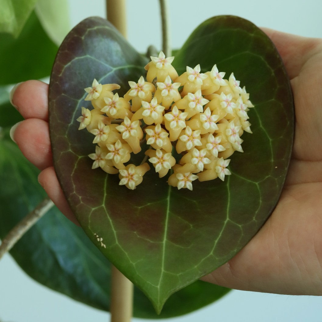  Hoya Sp. PNG SV 432 Plant