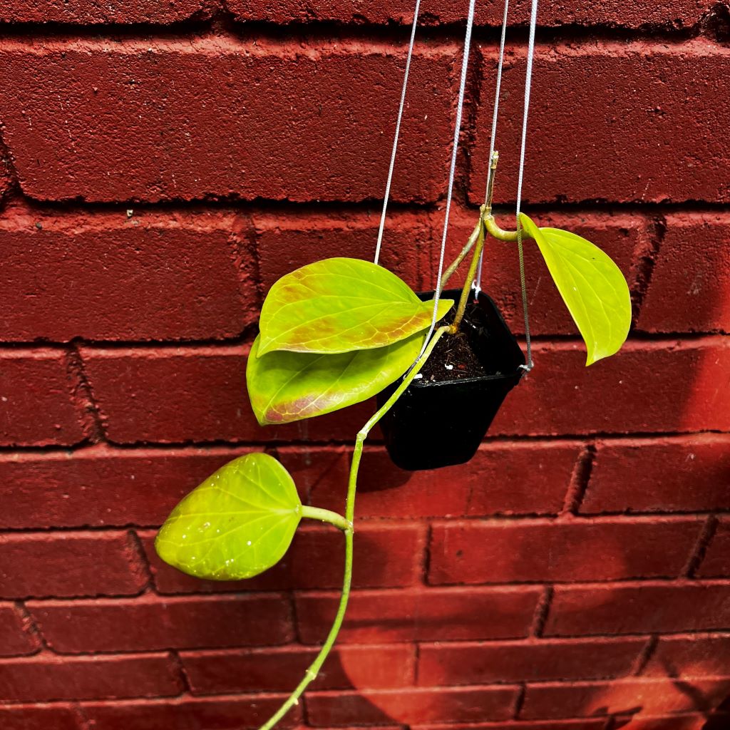  Hoya Sp. PNG SV 432 Plant