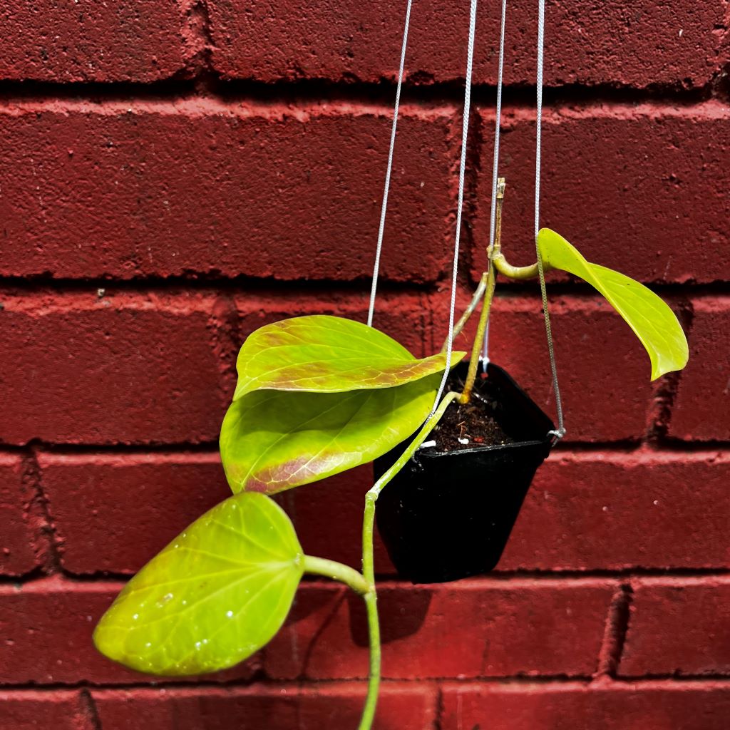  Hoya Sp. PNG SV 432 Plant
