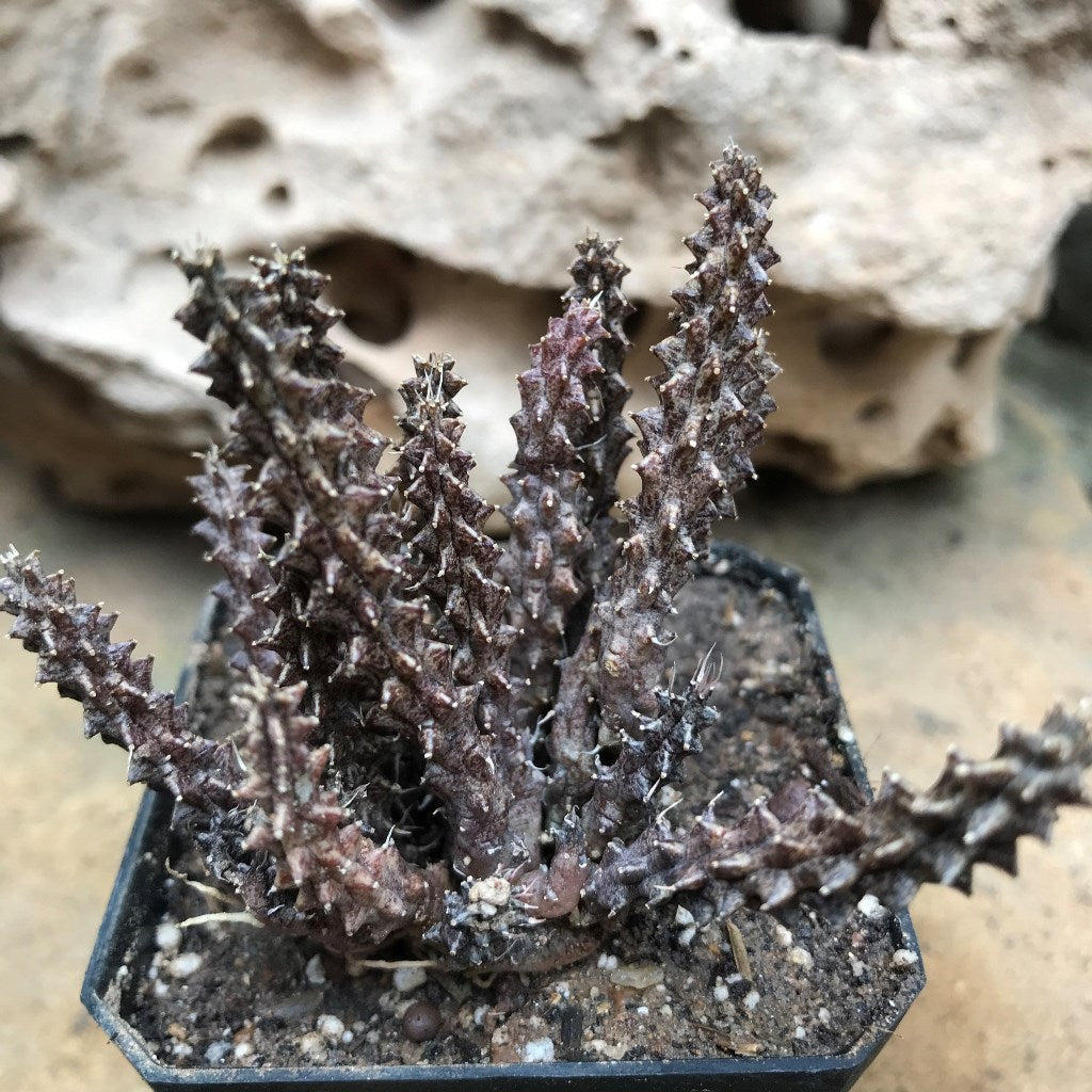  Huernia Erinacea Succulent Plant