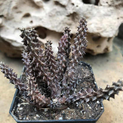  Huernia Erinacea Succulent Plant