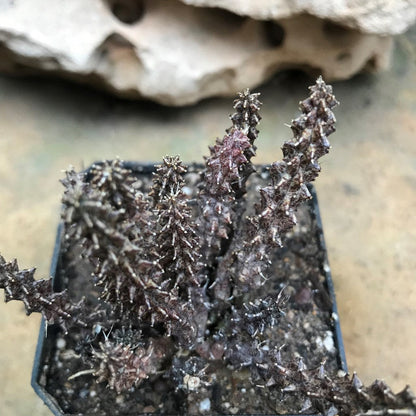  Huernia Erinacea Succulent Plant