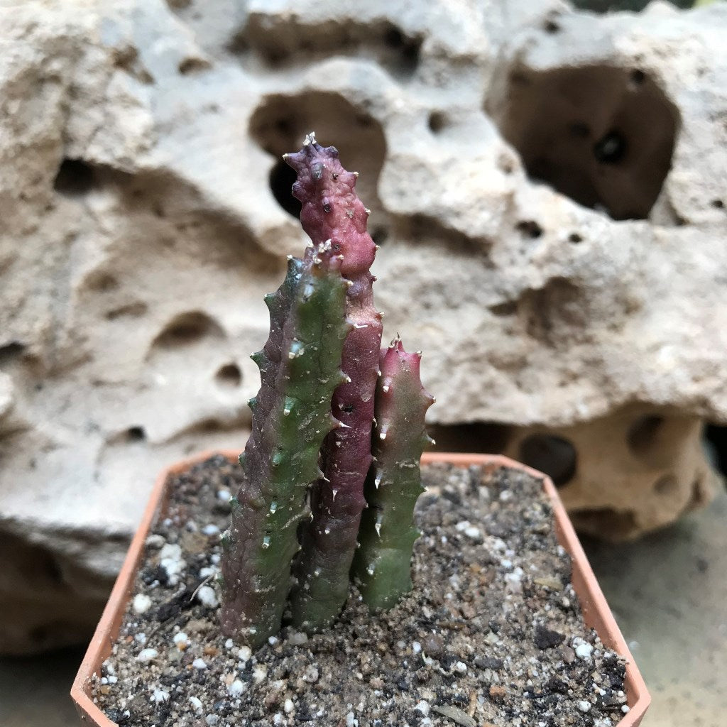  Huernia Hislopii Succulent Plant