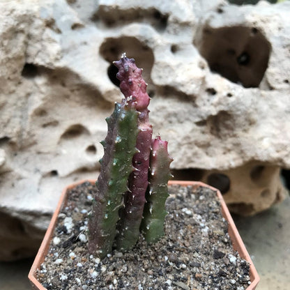  Huernia Hislopii Succulent Plant