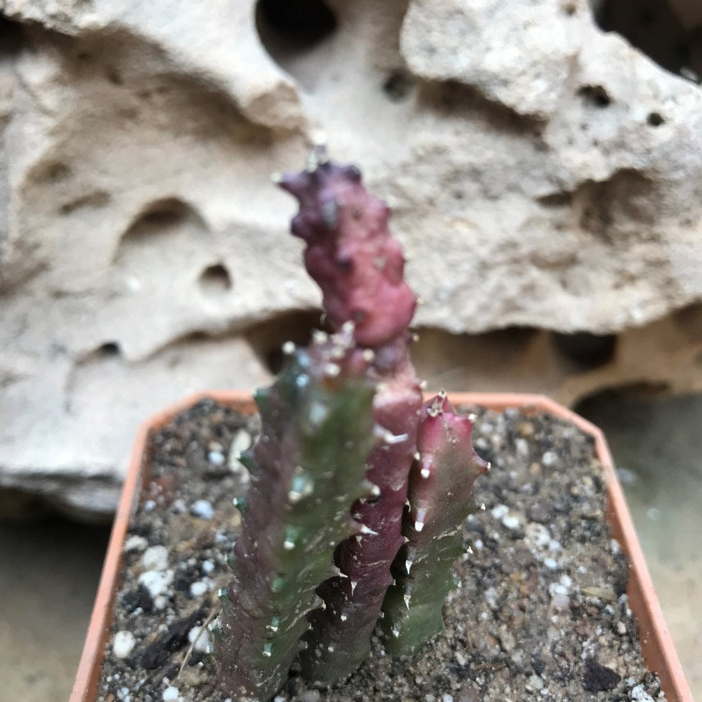  Huernia Hislopii Succulent Plant