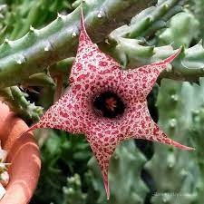  Huernia Hislopii Succulent Plant