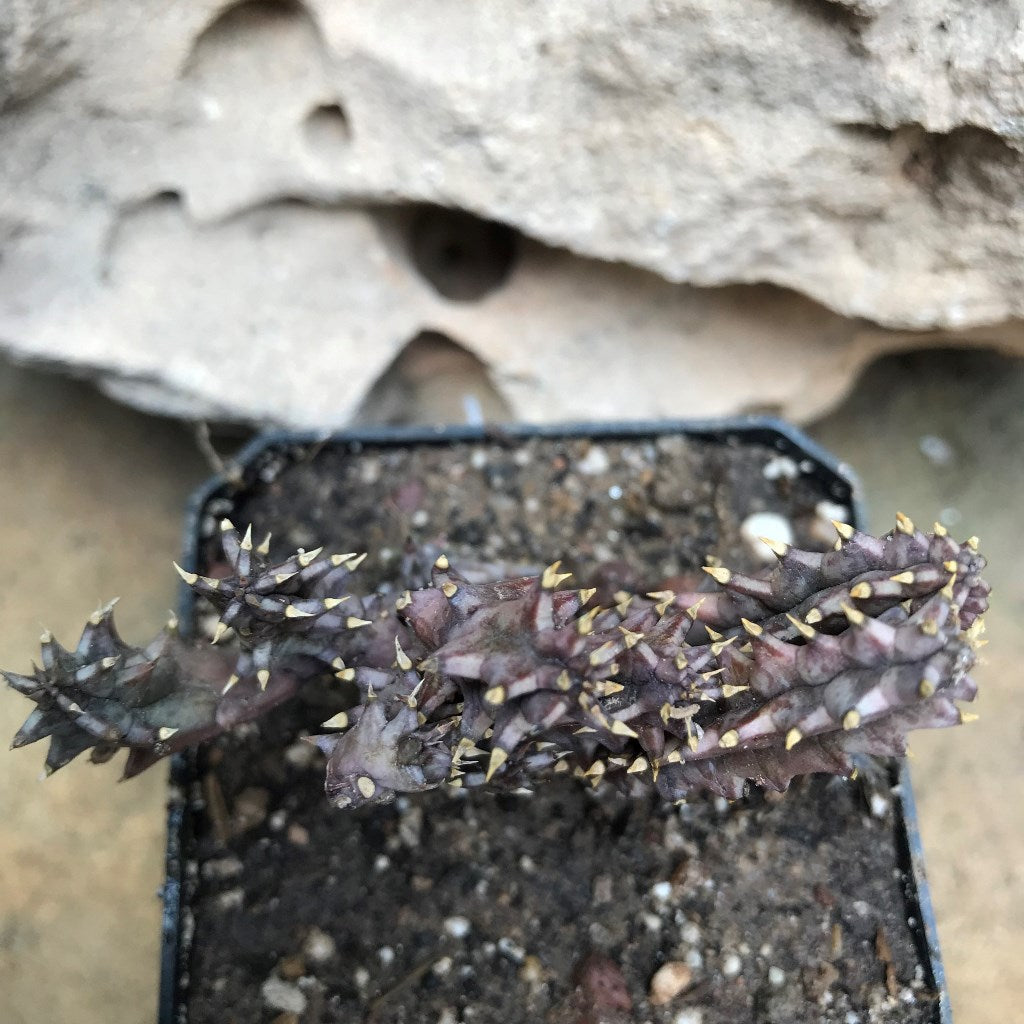  Huernia Hystrix Succulent Plant