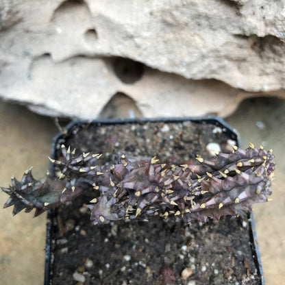  Huernia Hystrix Succulent Plant