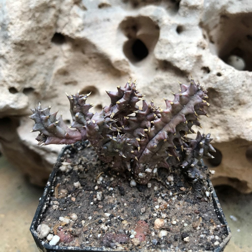  Huernia Hystrix Succulent Plant