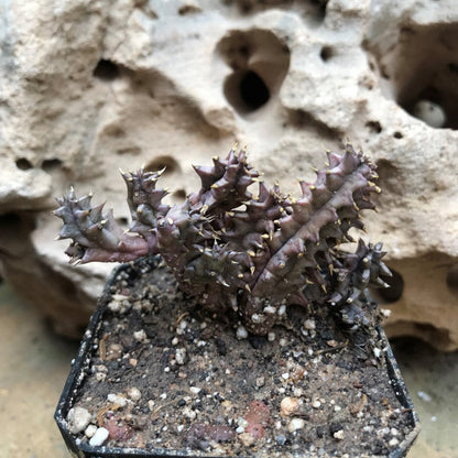  Huernia Hystrix Succulent Plant