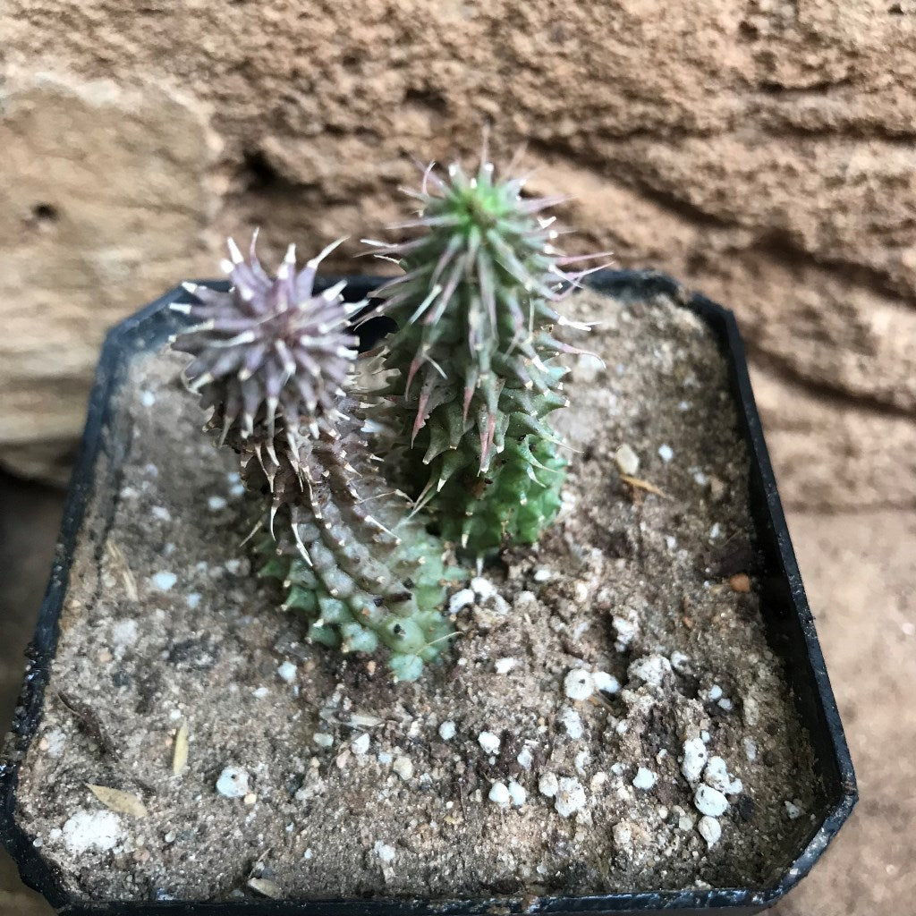 Huernia Pillansii Plant Succulent Plant