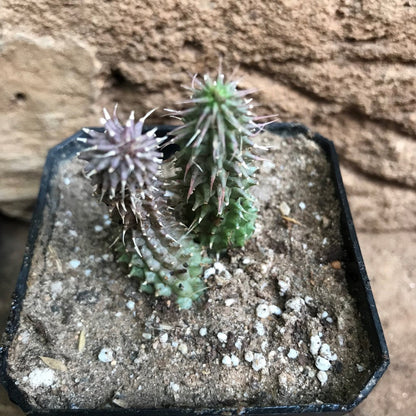  Huernia Pillansii Plant Succulent Plant