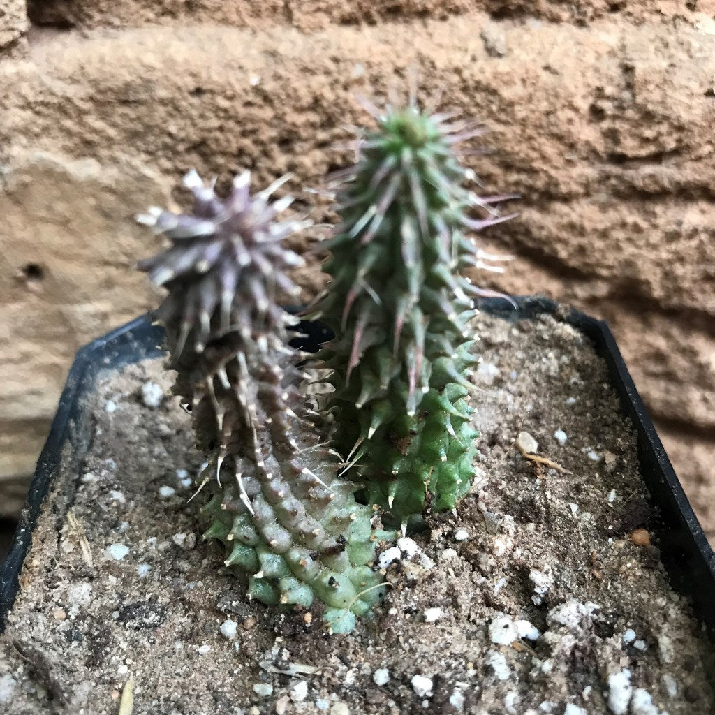  Huernia Pillansii Plant Succulent Plant