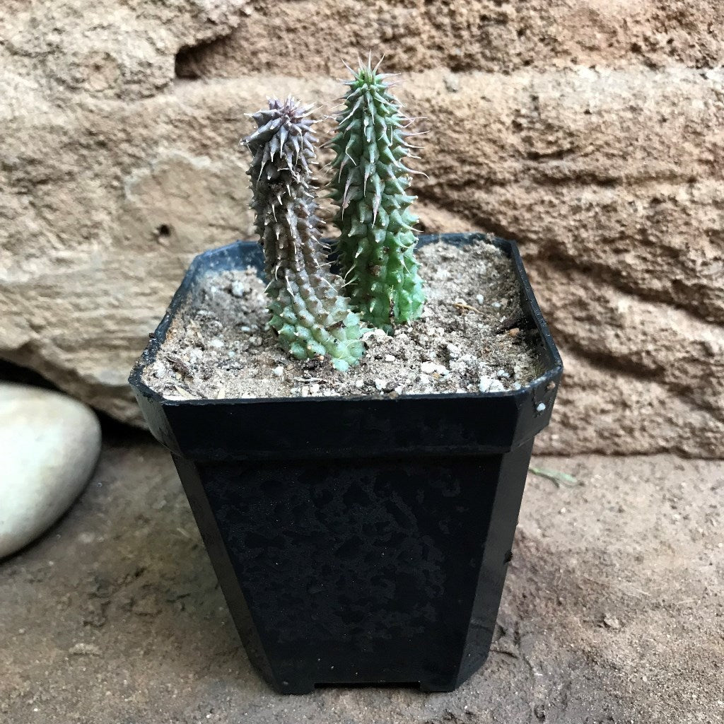  Huernia Pillansii Plant Succulent Plant