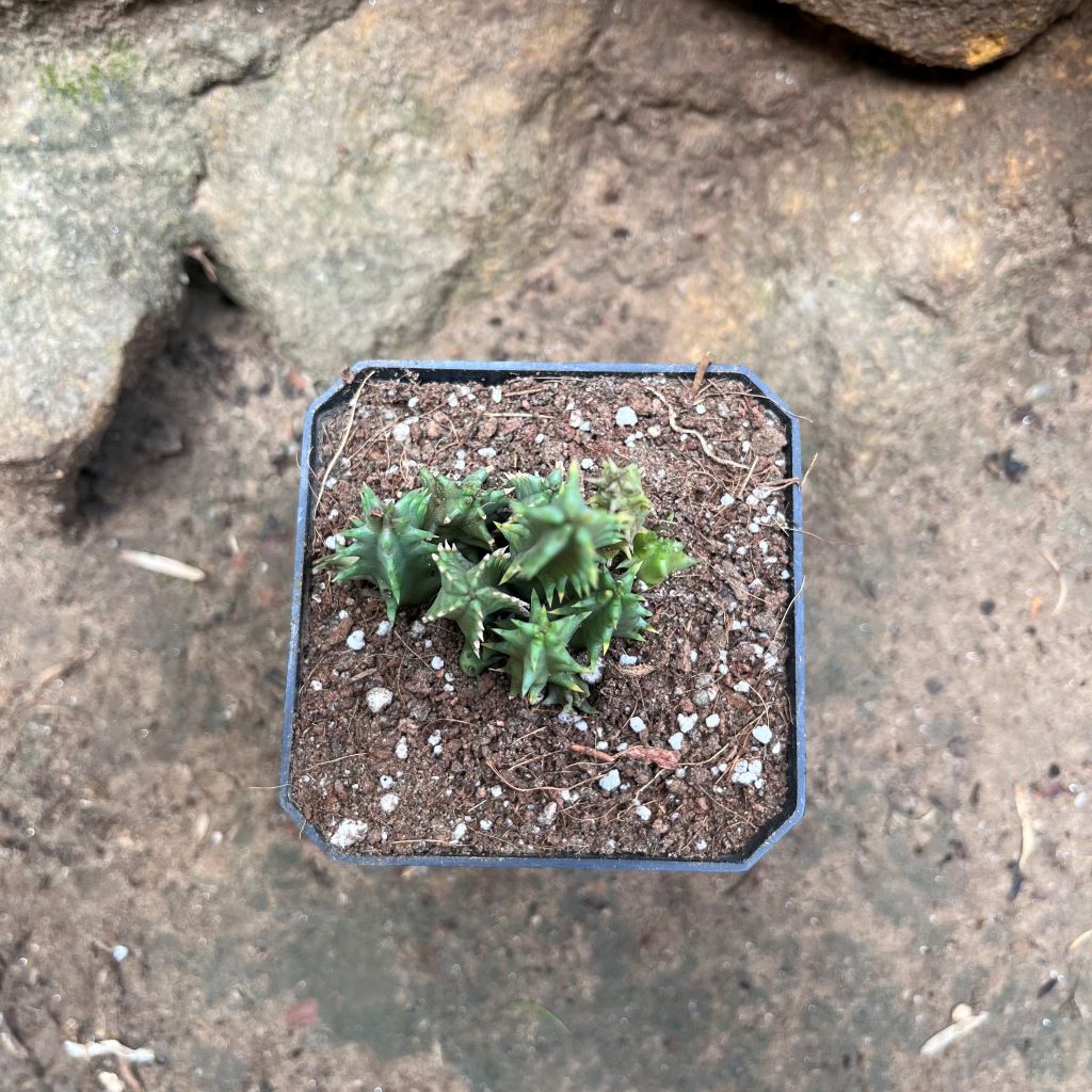  Huernia Pink Eye Succulent Plant