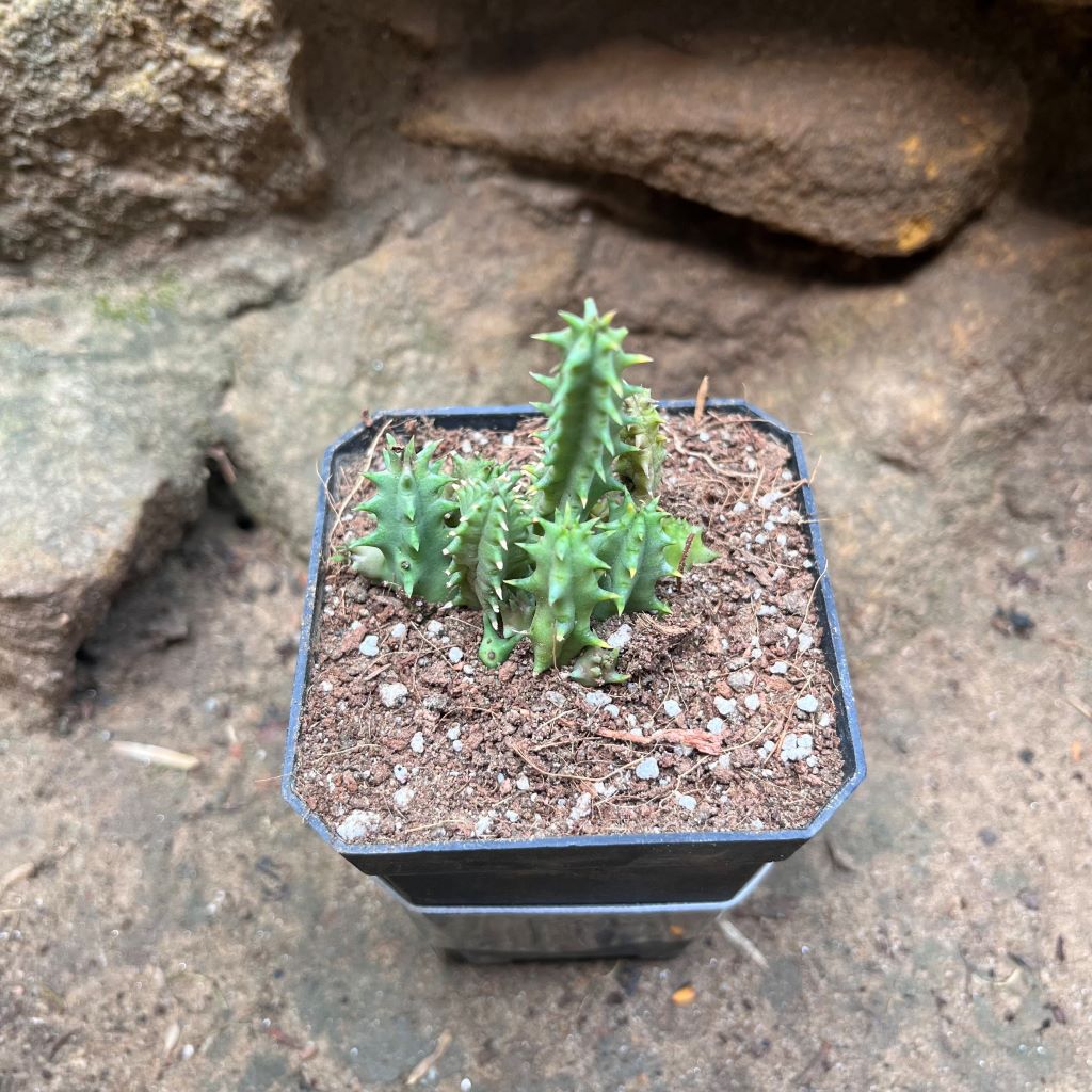  Huernia Pink Eye Succulent Plant