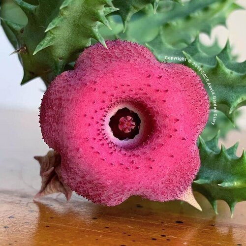  Huernia Pink Eye Succulent Plant
