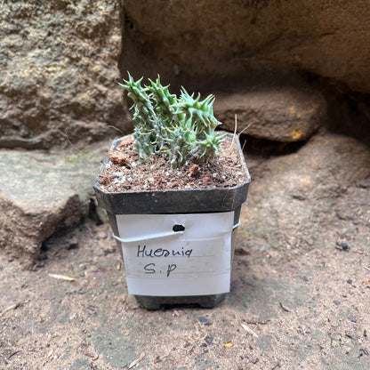  Huernia SP Succulent Plant