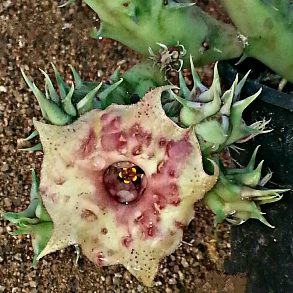  Huernia SP Succulent Plant