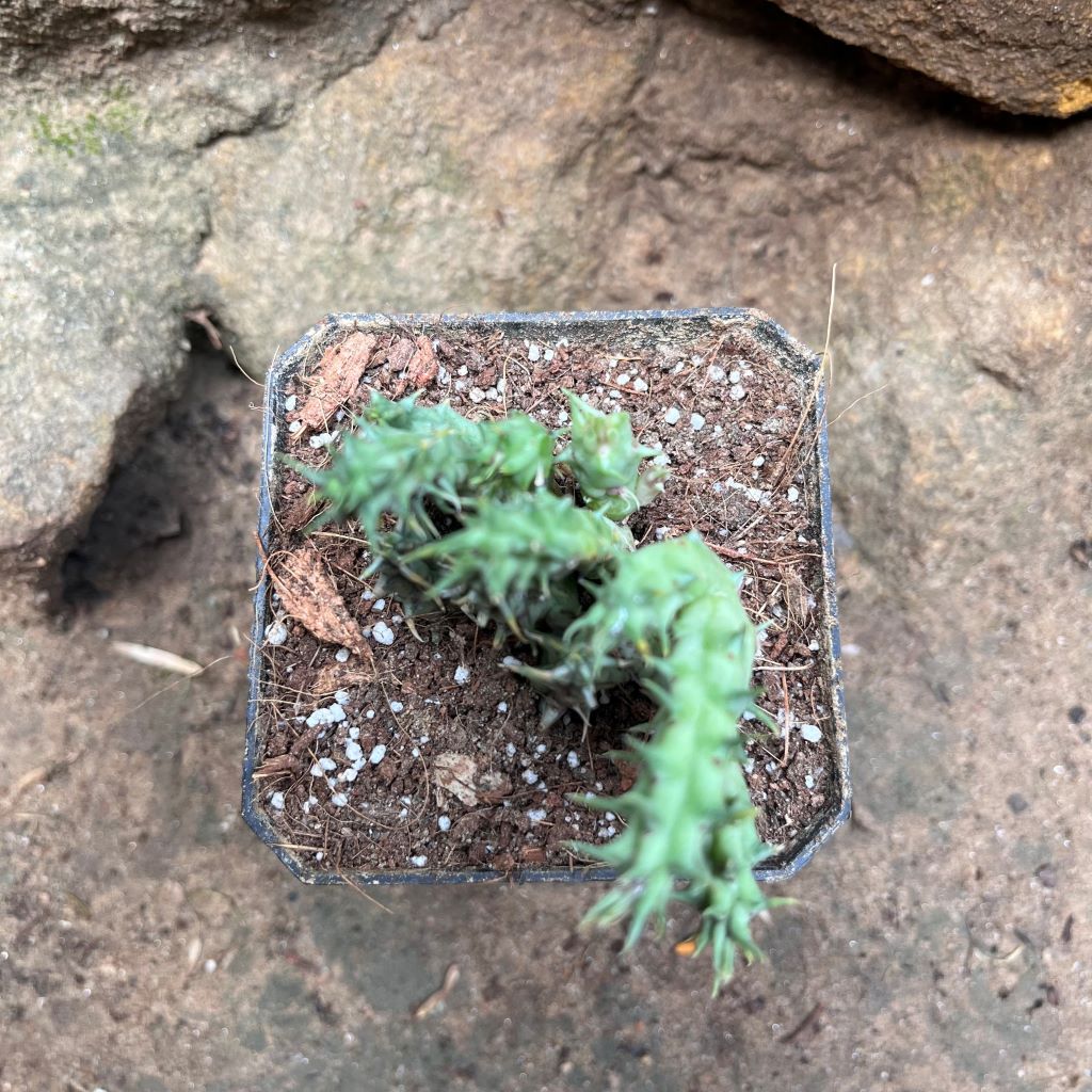  Huernia SP Succulent Plant