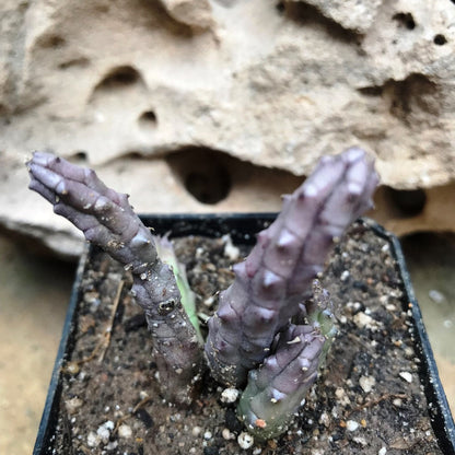  Huernia Tanganyikensis Succulent Plant