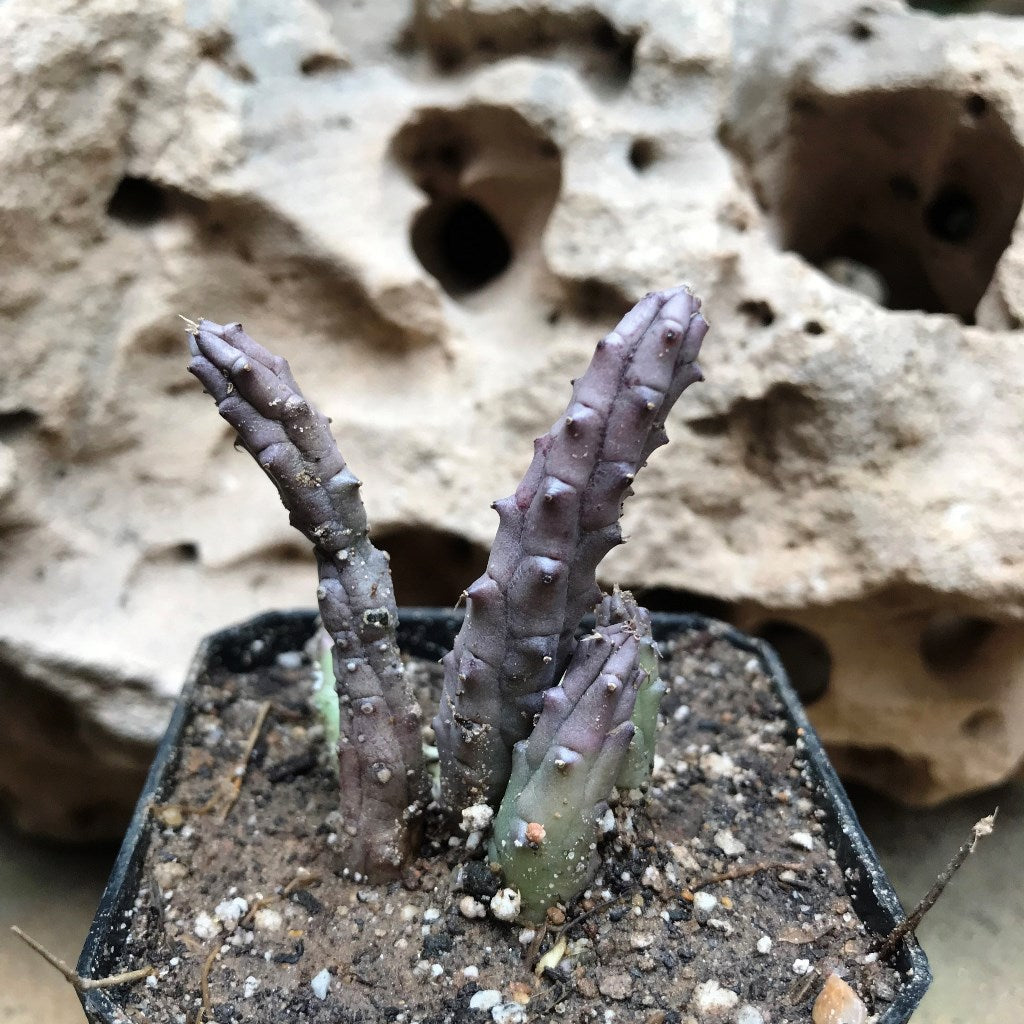  Huernia Tanganyikensis Succulent Plant
