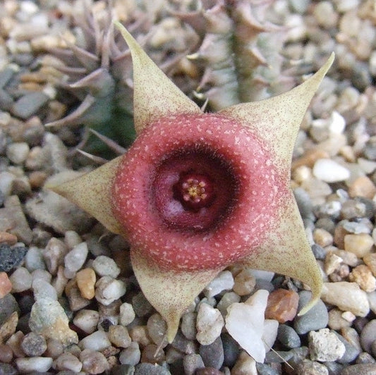  Huernia Tanganyikensis Succulent Plant