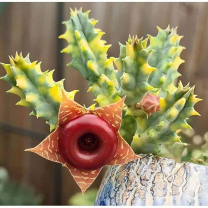  Huernia Zebrina Variegata Succulent Plant