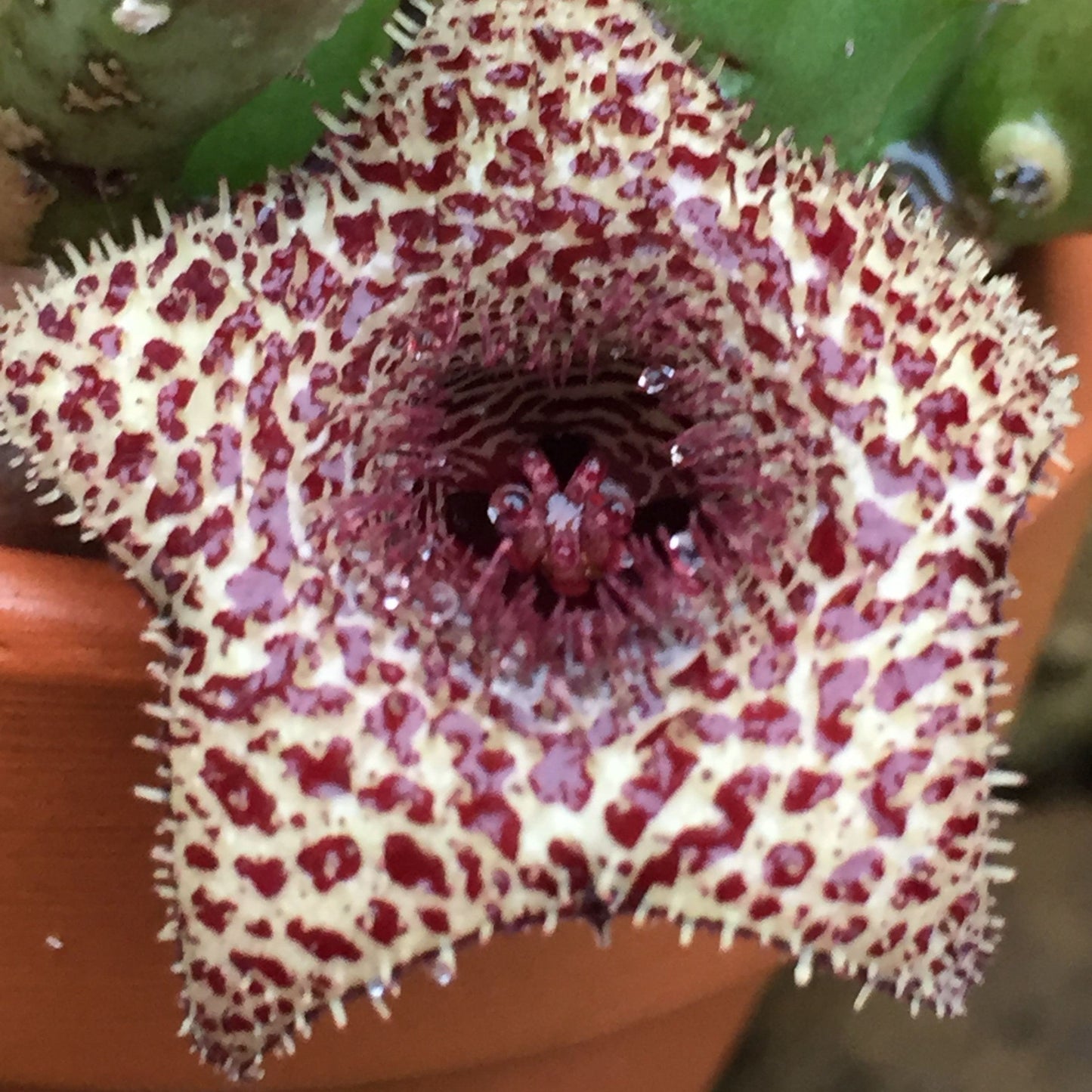  Huernia Erinacea Succulent Plant