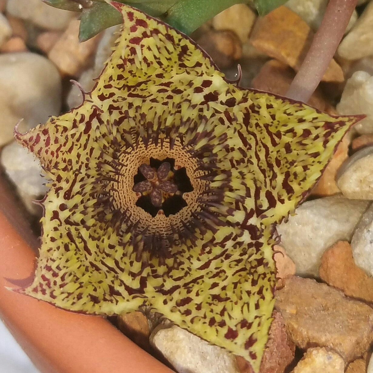  Huernia Hystrix Succulent Plant