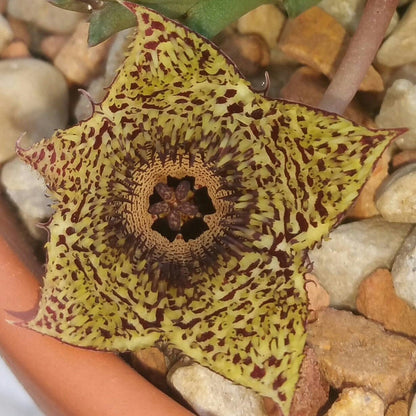  Huernia Hystrix Succulent Plant