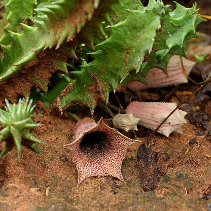  Huernia Levyi Plant Succulent Plant