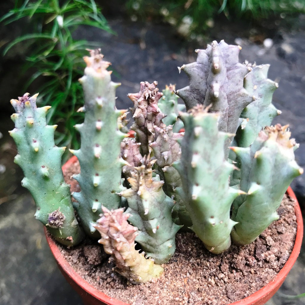  Huernia Quinta Succulent Plant