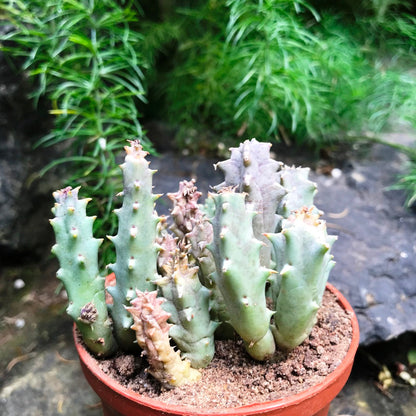  Huernia Quinta Succulent Plant
