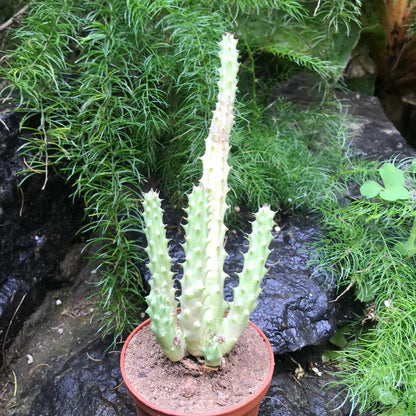  Huernia Schneideriana Succulent Plant