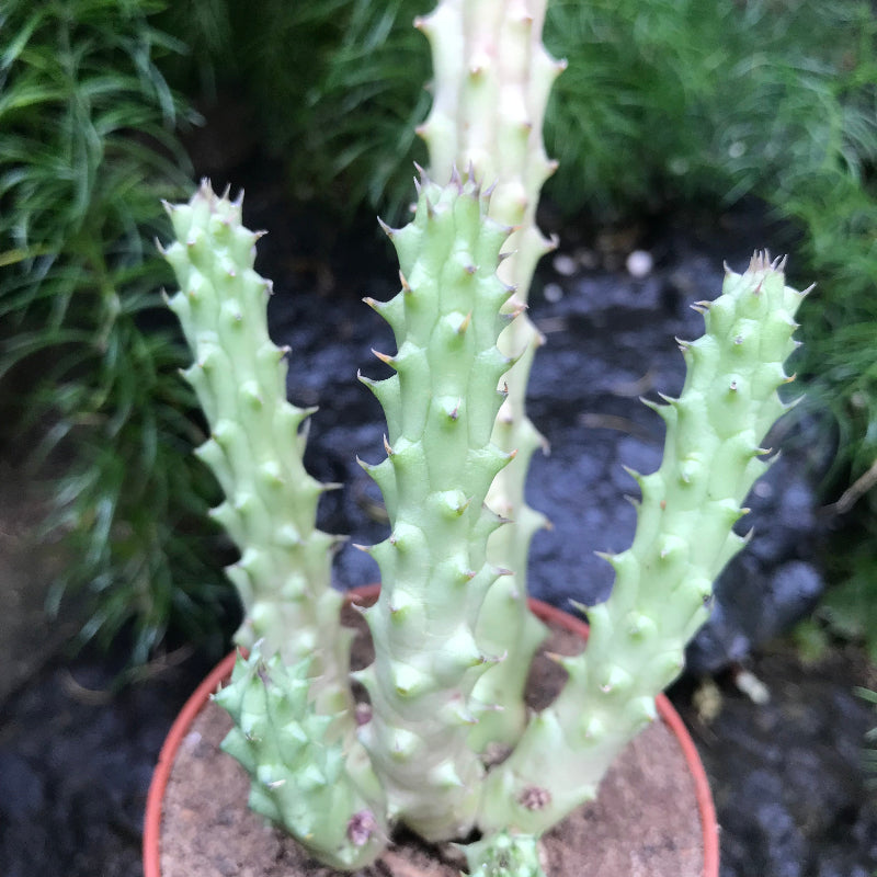  Huernia Schneideriana Succulent Plant