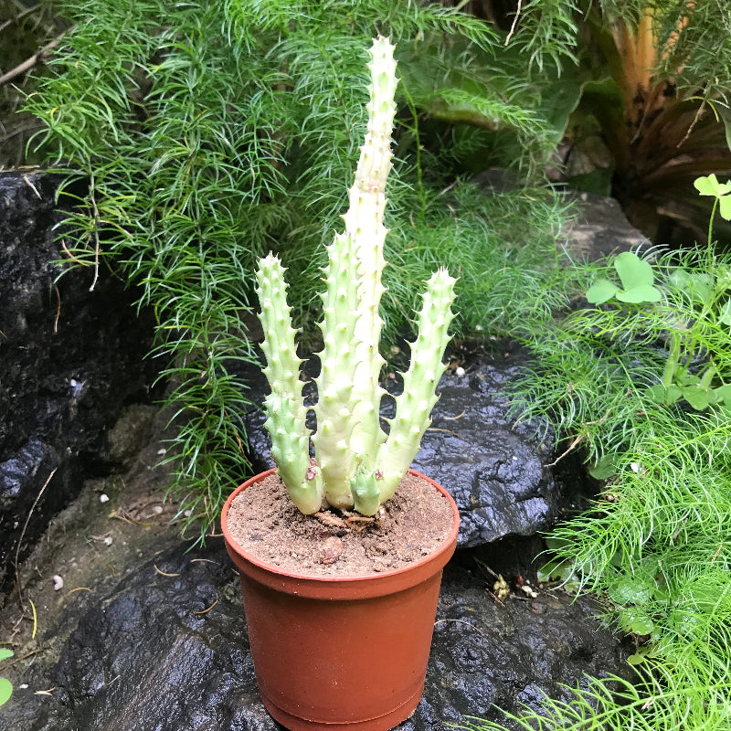  Huernia Schneideriana Succulent Plant