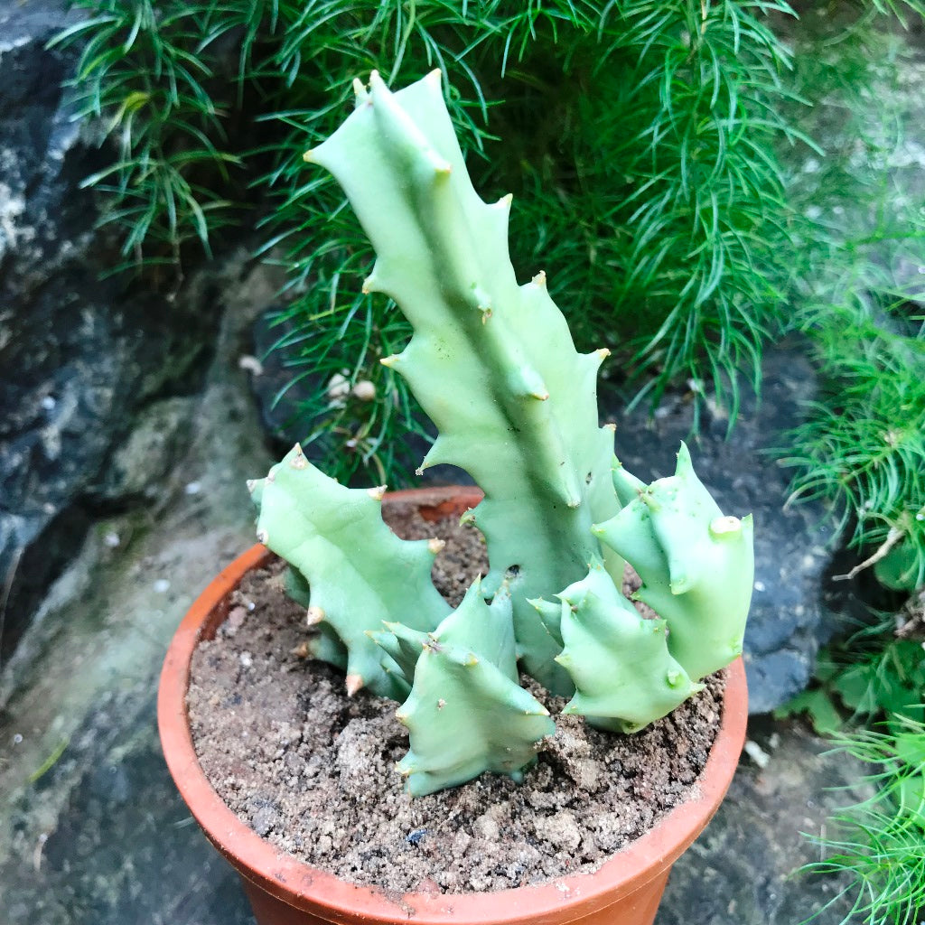  Orbea Melanantha Succulent Plant