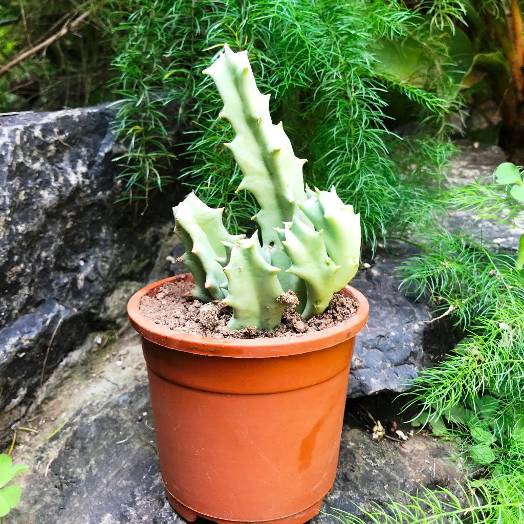  Orbea Melanantha Succulent Plant