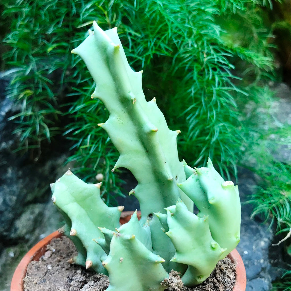 Orbea Melanantha Succulent Plant