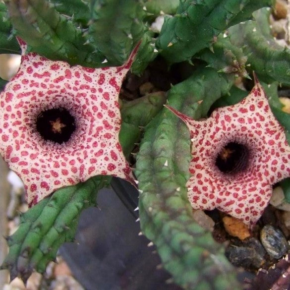 Huernia Hislopii Succulent Plant