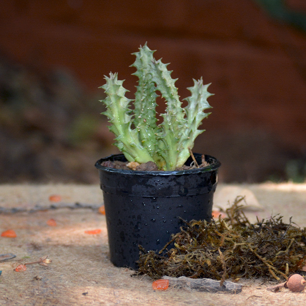 Huernia Levyi Plant Succulent Plant