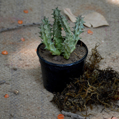  Huernia Levyi Plant Succulent Plant