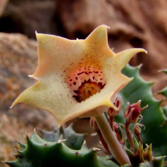  Huernia Quinta Succulent Plant