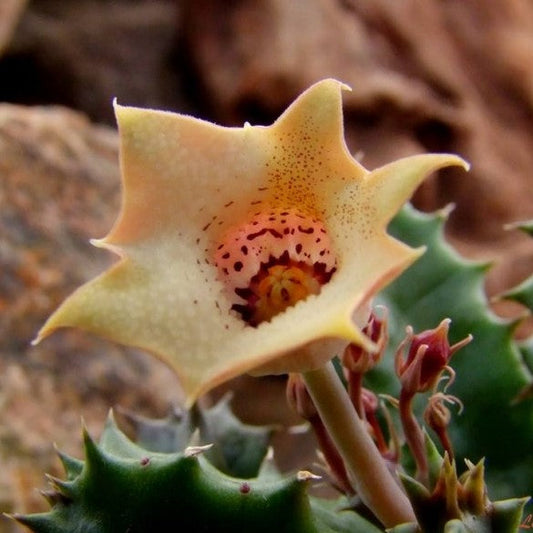  Huernia Quinta Succulent Plant