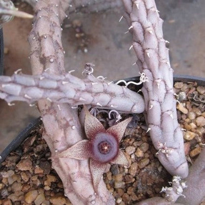  Huernia Tanganyikensis Succulent Plant