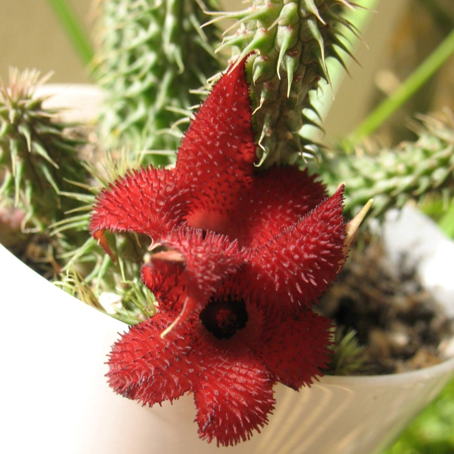  Huernia Pillansii Plant Succulent Plant