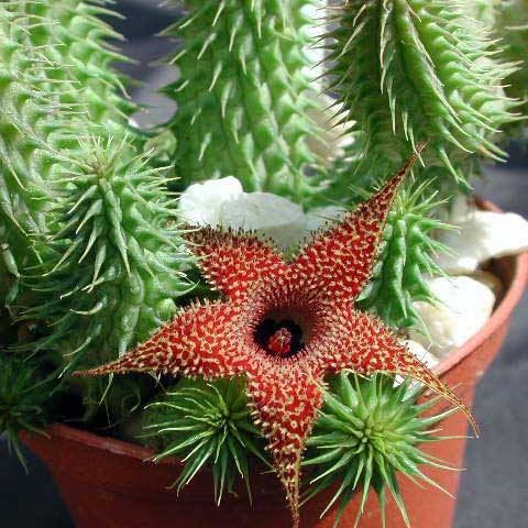  Huernia Pillansii Plant Succulent Plant