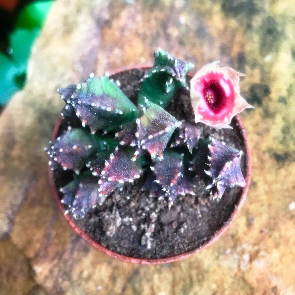  Huernia Insigniflora Plant Succulent Plant